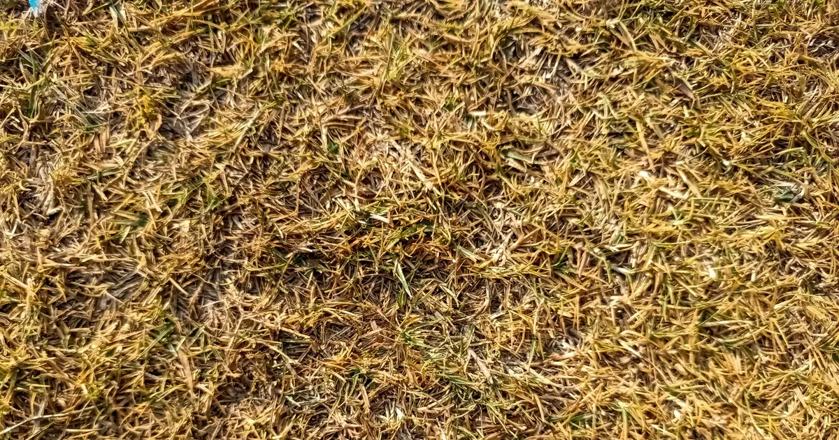Why has Britain's grass turned yellow? A plant scientist explains what happens next