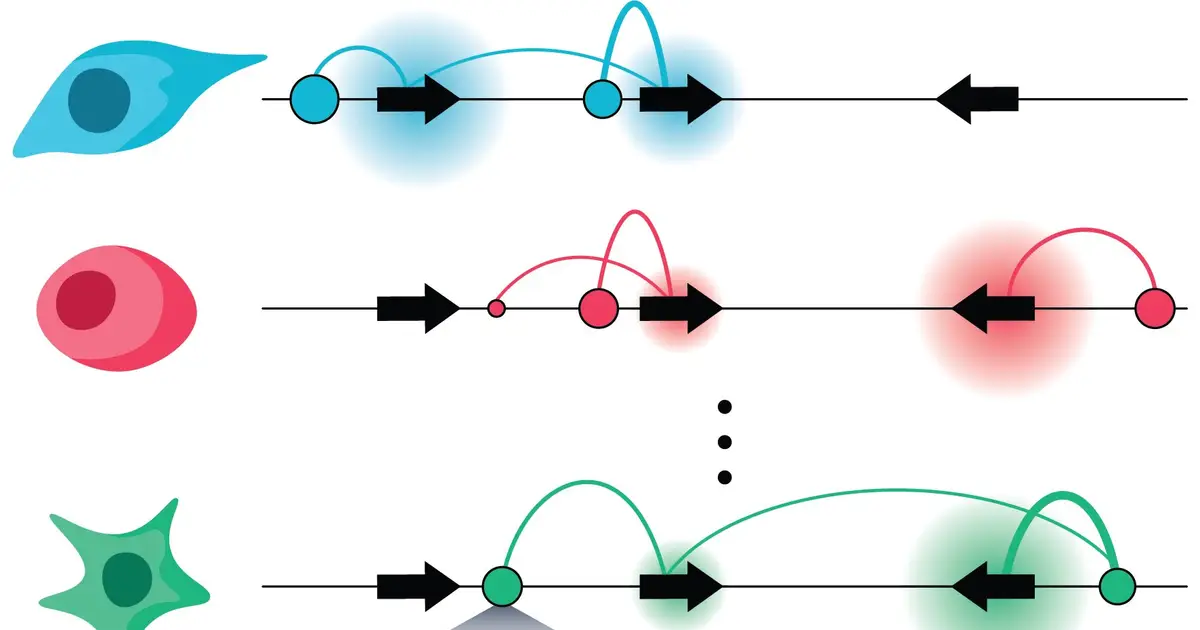 Decoding the DNA switches behind gene regulation