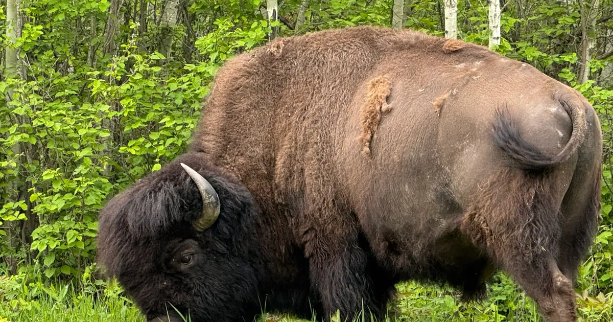 Decoding the North American bison's genome to better inform conservation efforts