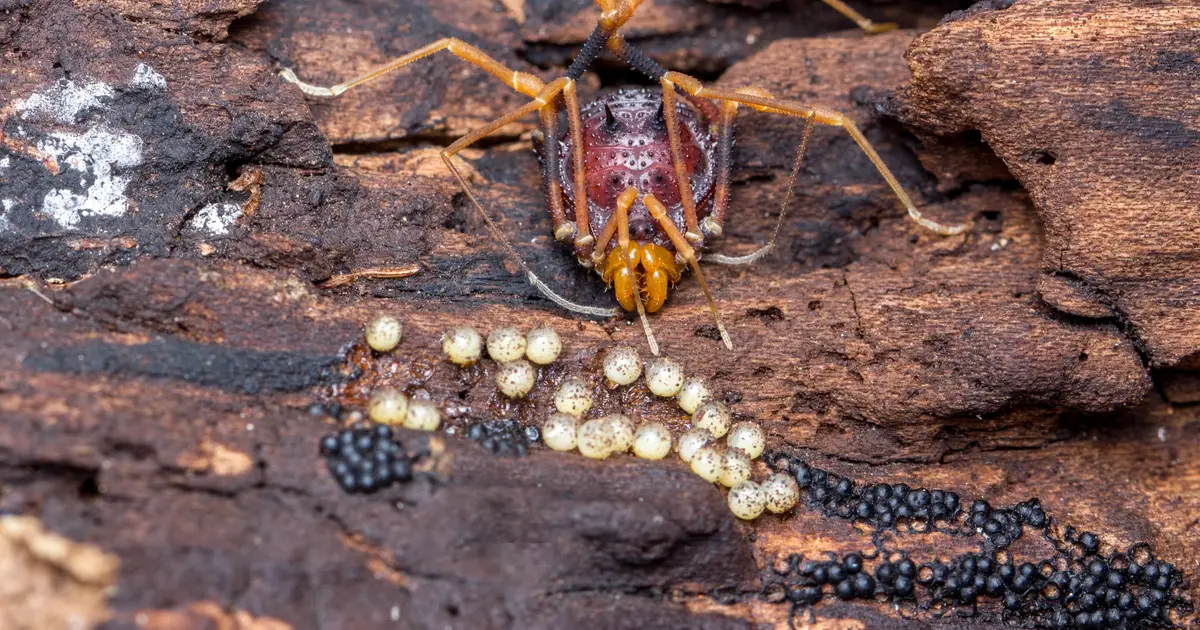 Devoted dads and citizen science: The evolution of parental care in harvestmen spiders is uncovered