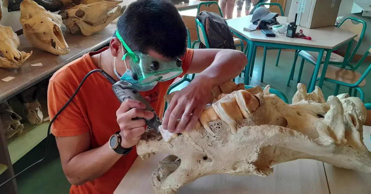 Did Neanderthals use rhinoceros teeth as tools?
