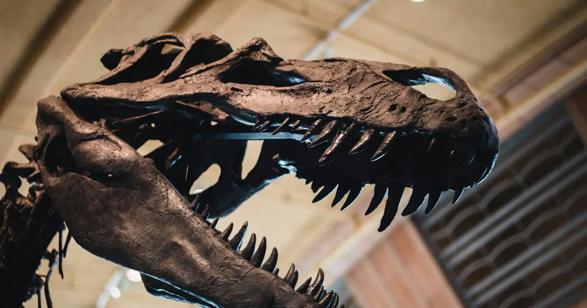Q&A: What dinosaur teeth reveal about diet and evolution