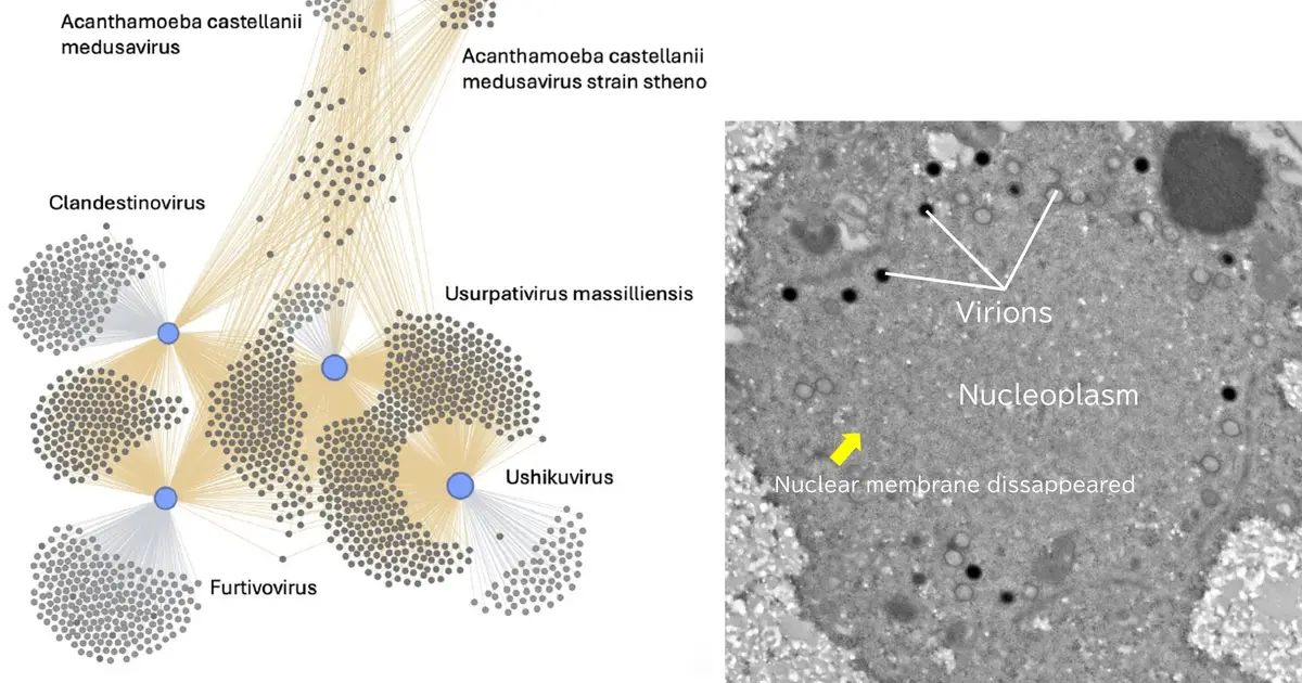 Discovery of furtivovirus advances understanding of giant virus evolution