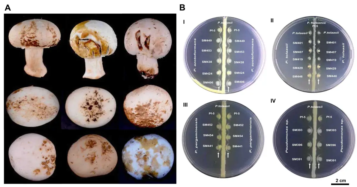 Under mushroom caps, 17-plus bacterial species help drive stubborn blotch disease