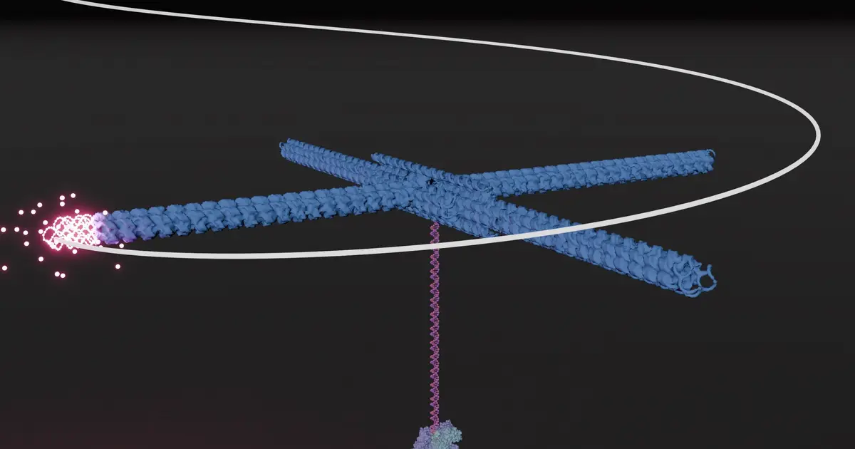 Tiny DNA rotor lets microscopes track gene transcription one base pair at a time