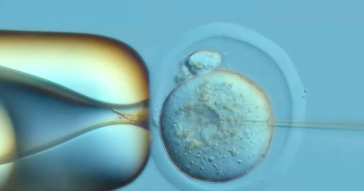 'DNA Typewriter' records cells' history in developing mouse embryo