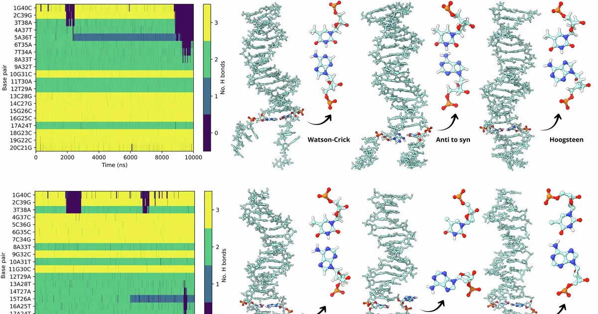 DNA's physical properties may shape which mutations evolution preserves