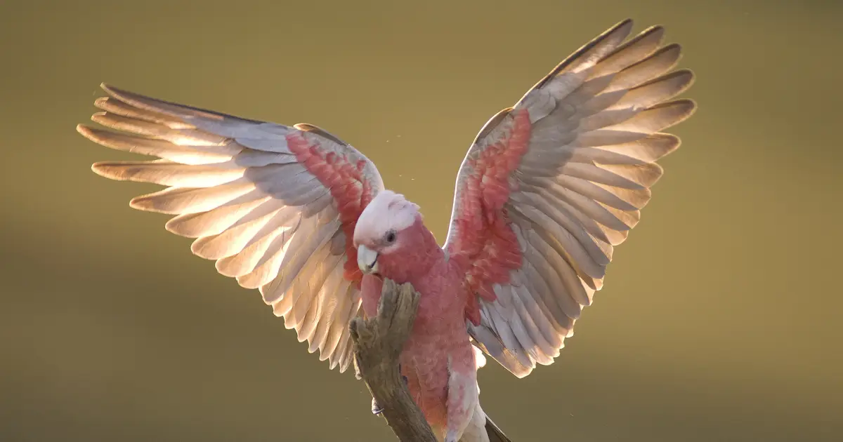 Do birds enjoy flying?