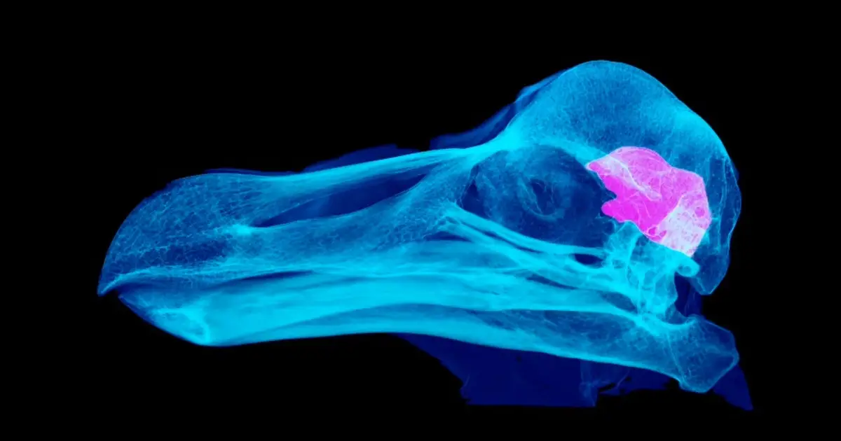 Dodo birds more clever than we thought