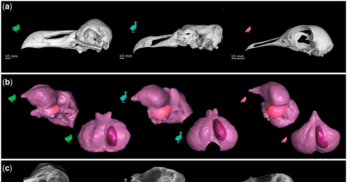 Dodos probably weren't as stupid as historians made them out to be: new research