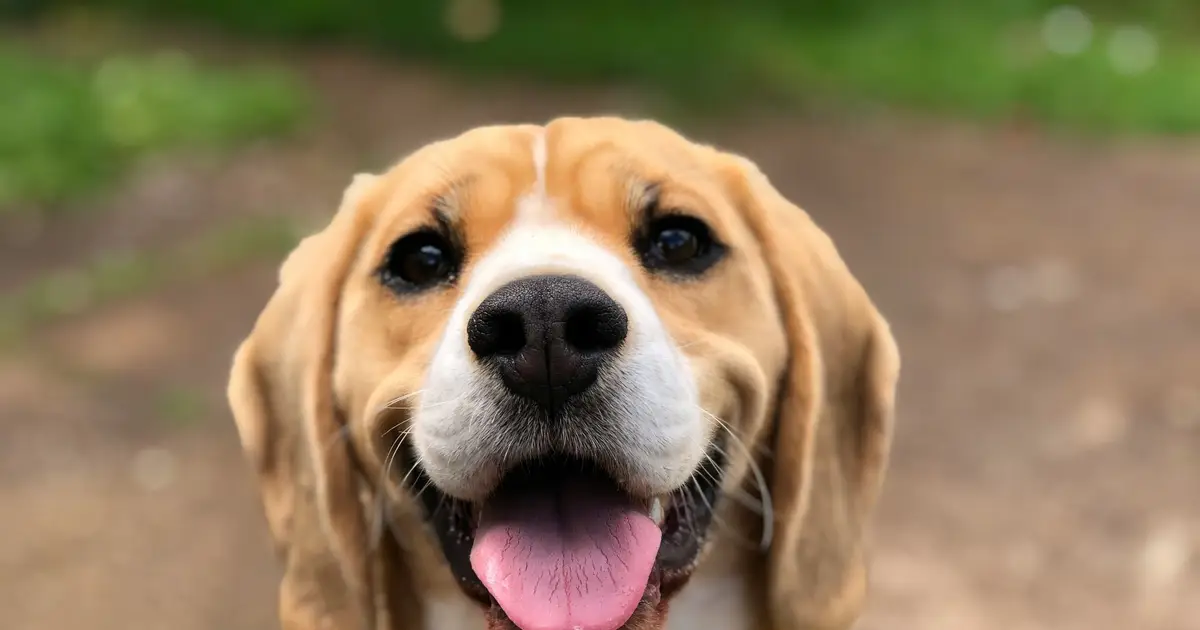How dogs evolved differently across the globe to match human traits