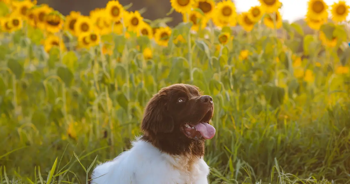 Protecting your pets from heat stress: Expert advice