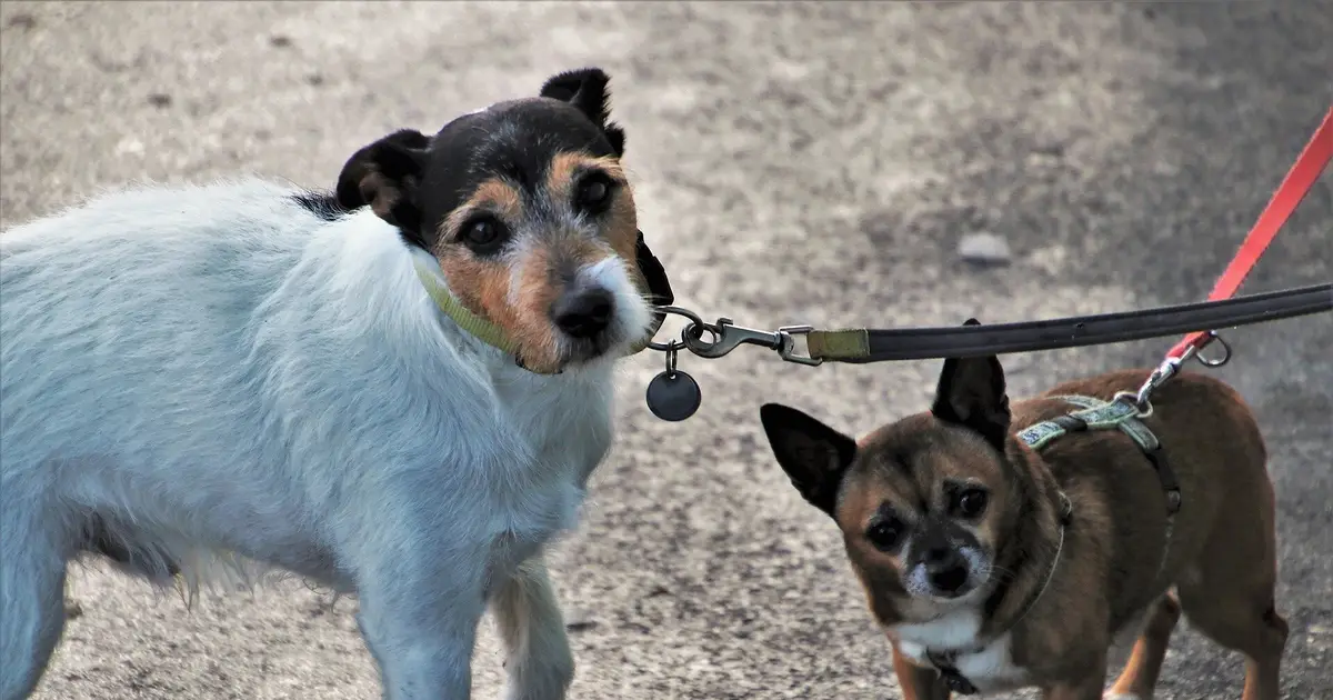 People overestimate legal protections for dogs, study finds