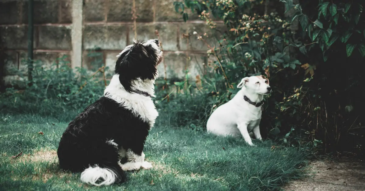 Dogs show human-like brain activity when they restrain themselves