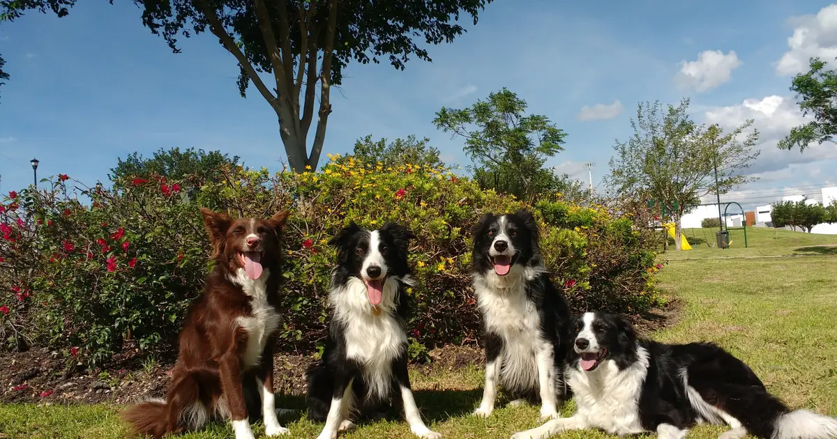 MRI study shows dogs can distinguish between human fear and sadness