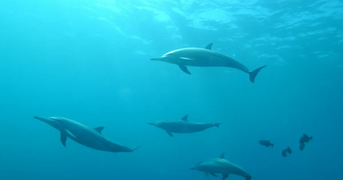 Levels of 'forever chemicals' in dolphins and whales are rising globally