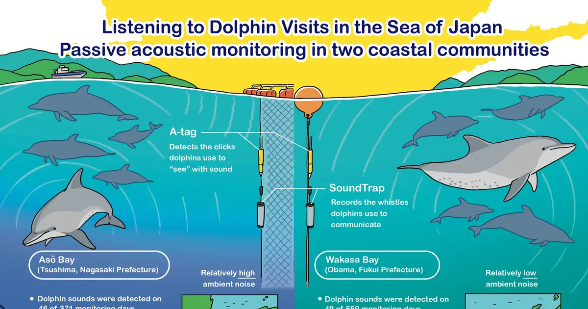 Underwater microphones detect dolphins in Sea of Japan bays about once every ten days