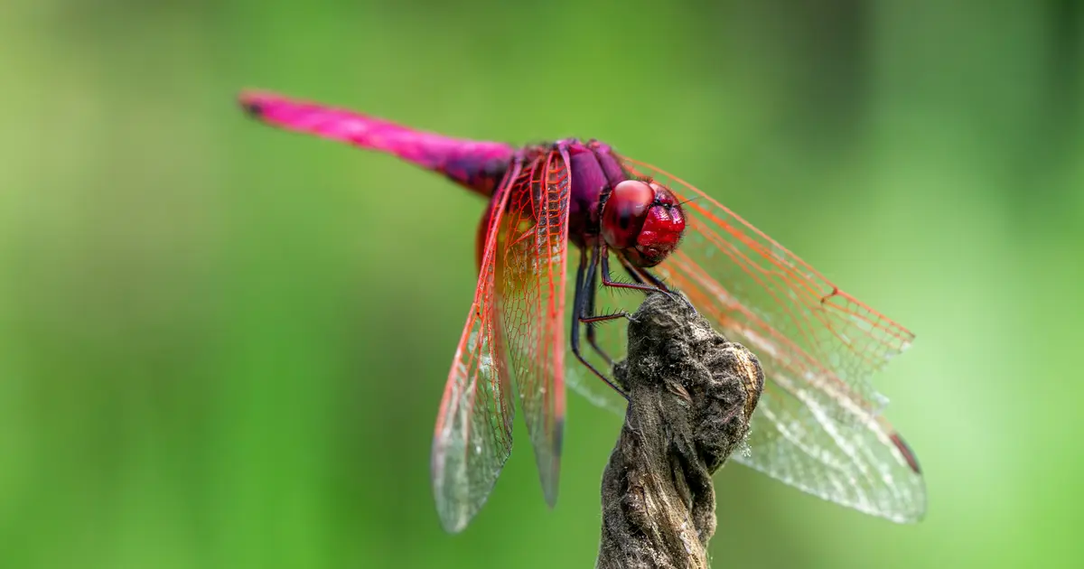 Dragonfly aerial fights follow some simple rules