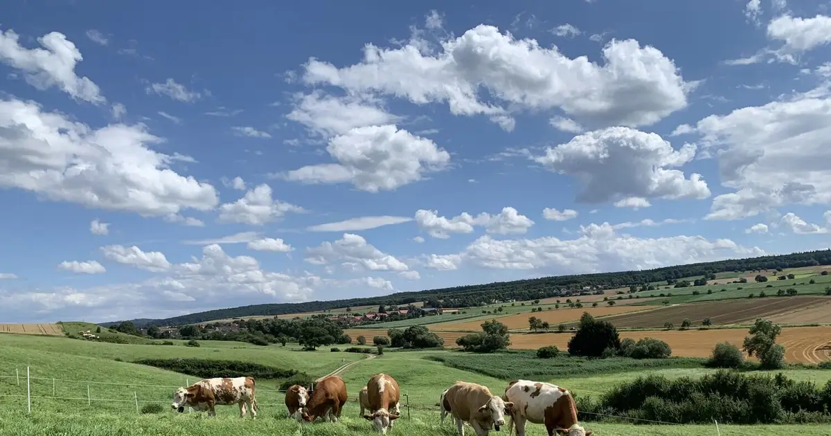 Drawing the line: Virtual fences trigger the same cattle behavior as physical ones