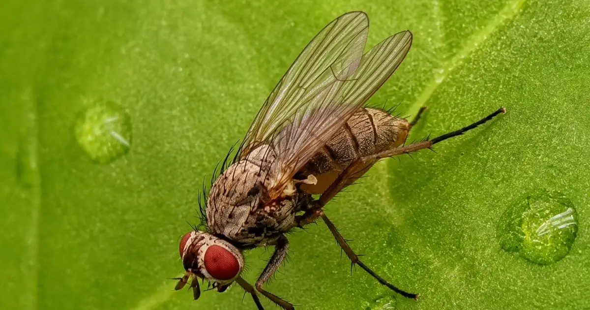 Interaction between sugar beet and its pest varies depending on drought stress, researchers find