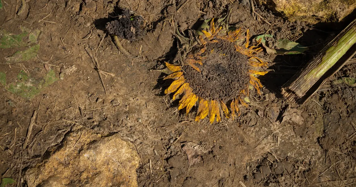 A rollercoaster of weather extremes: Drought and heat waves are creating UK's climate whiplash