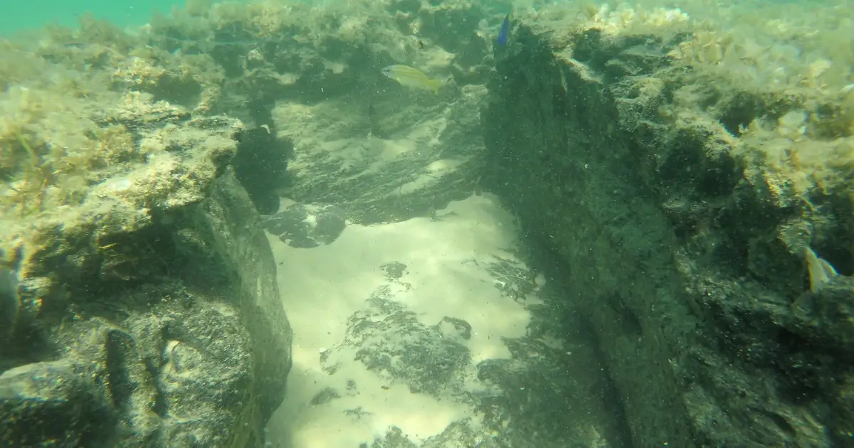 Drowned 5,000-year-old forests reborn as thriving peat reefs and biodiversity hotspots off Mozambique