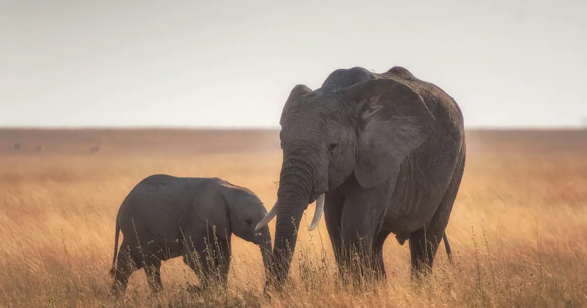 Learning to speak elephant: Choruses of rumbles help groups coordinate