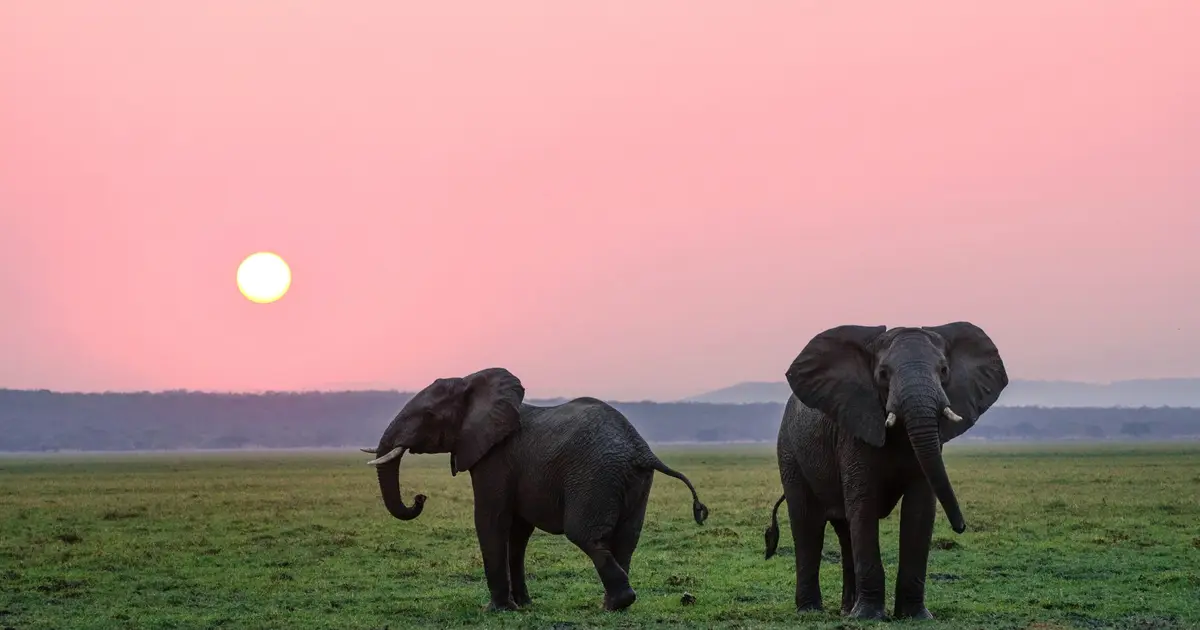 Elephants turn footsteps into messages through ground and skull vibrations