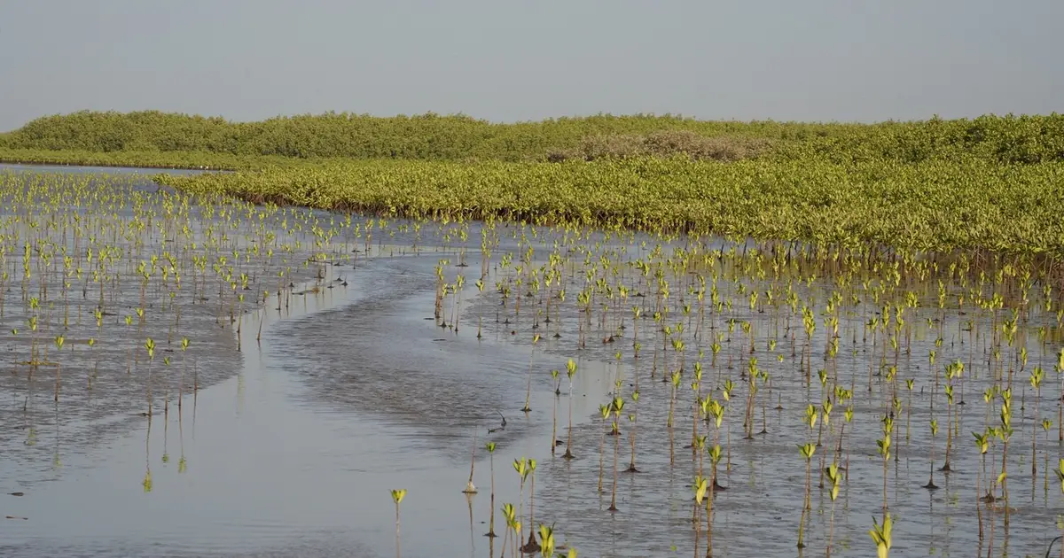 New analysis reveals 'encouraging' global mangrove cover increase despite losses in key regions