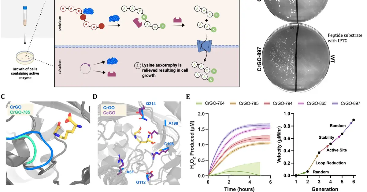 Engineered enzyme erases a stubborn mark of aging by up to 70% in human tissue samples