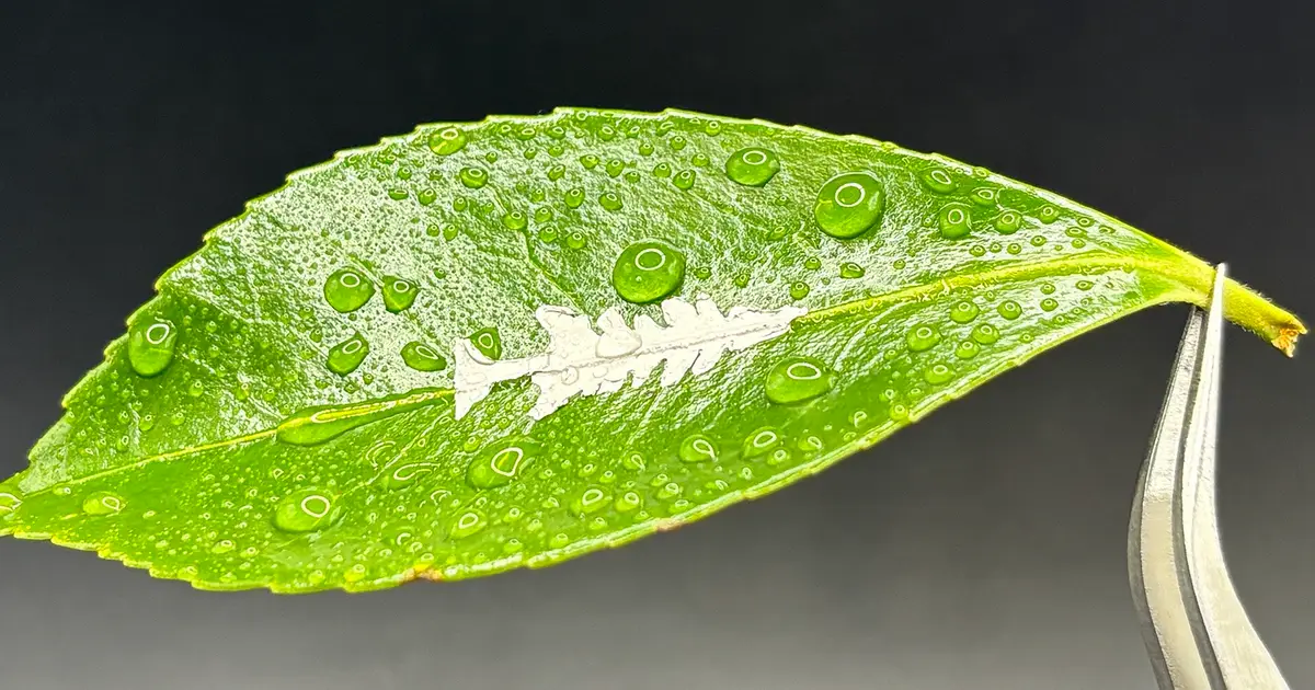 Stabilizing a simple amino acid opens a path to biodegradable sensors