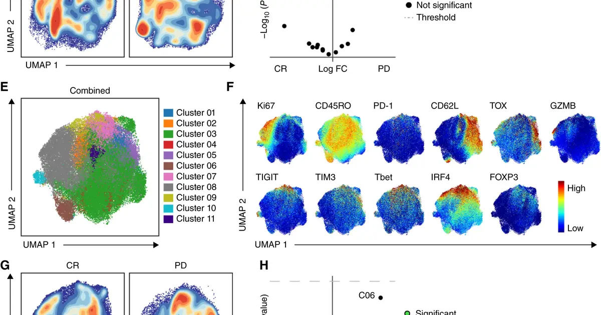 Enhanced CAR T-cell therapy shows early promise for B-cell cancers in first-in-human trial