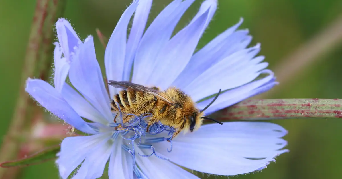 Europe risks a pollinator crisis, researchers warn