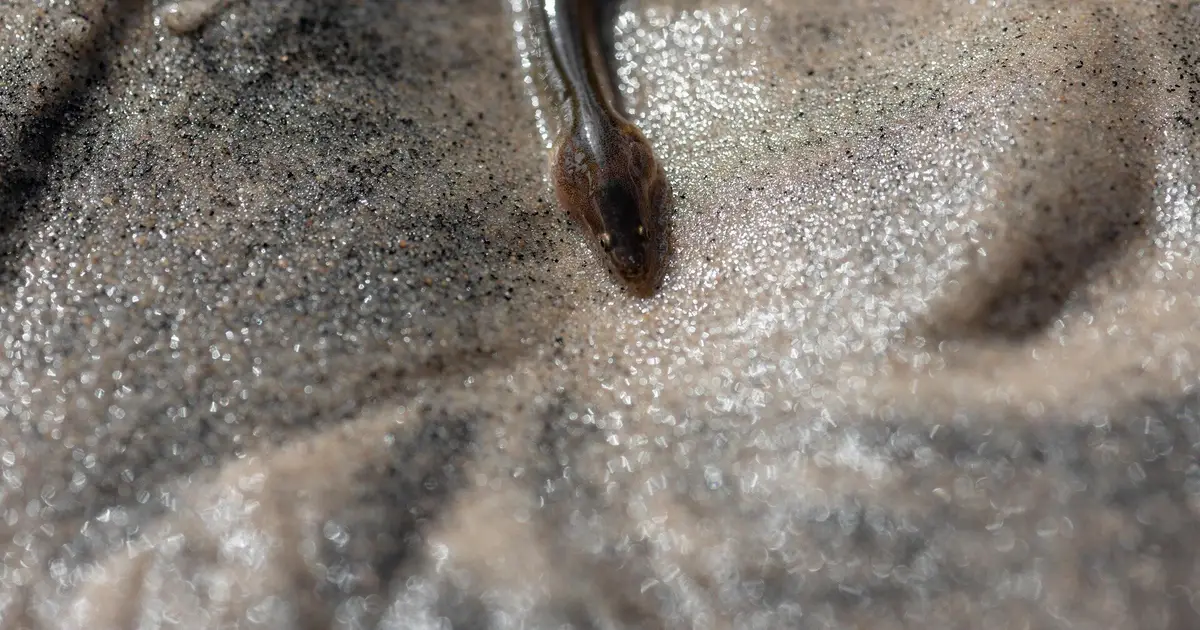 Roads and dams put European eels at risk, scientists offer strategy to save them