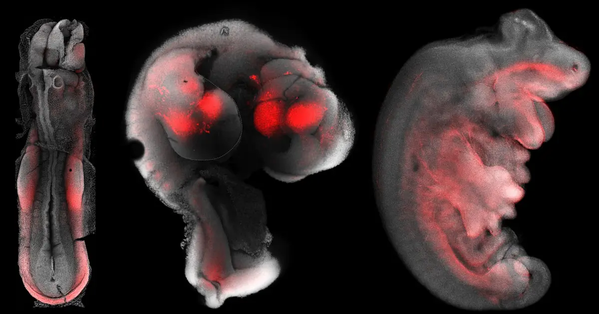 Marsupial newborns get early arms as embryos bypass usual limb-building sequence