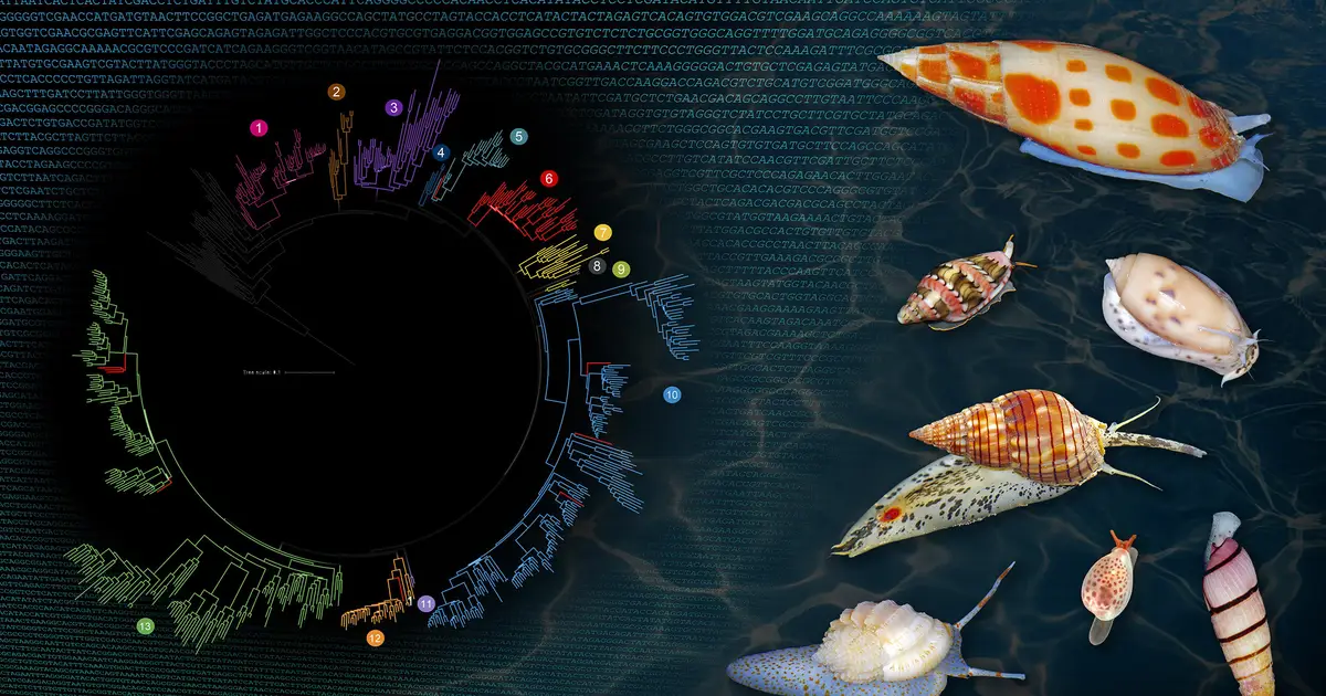 Shell-crushing predators may have sparked early Cenozoic boom in marine snail evolution
