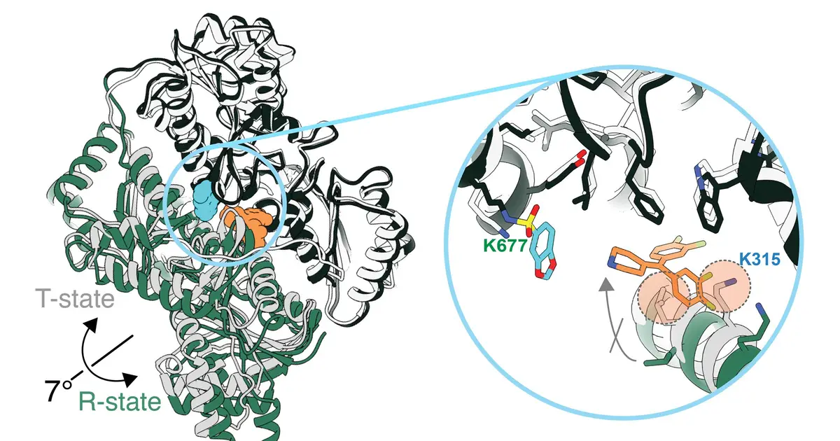 Experimental drug turns cancer's favorite fuel against it