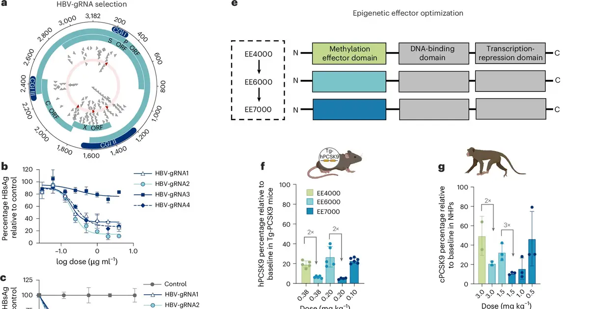 Experimental gene-silencing therapy offers hope for hepatitis B cure