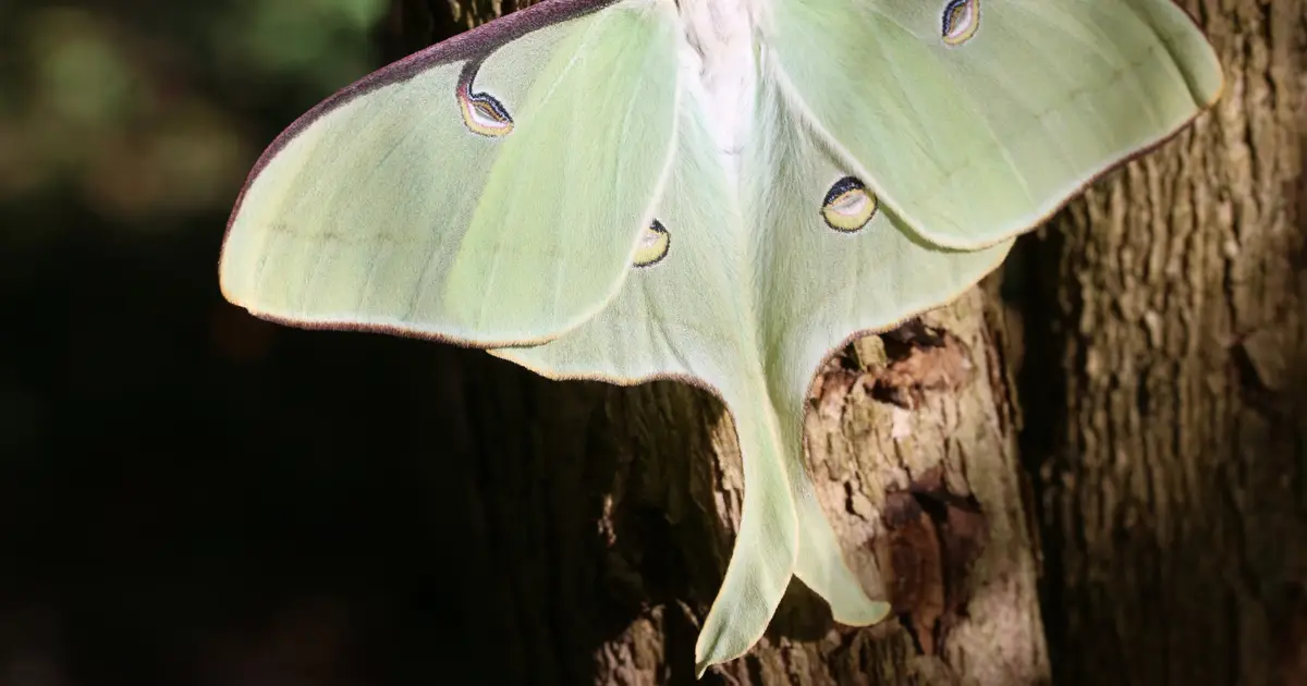 Experimental study on moths supports the molecular cookie cutter idea proposed for butterflies