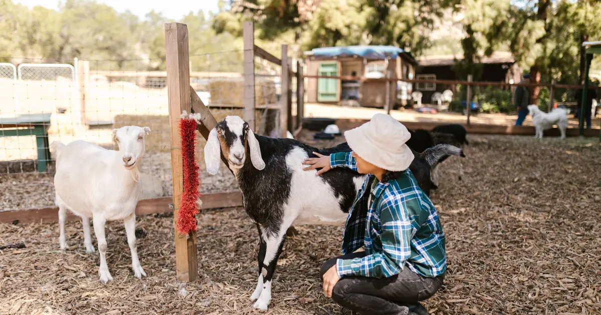 Can what we feed farm animals directly benefit our own health?