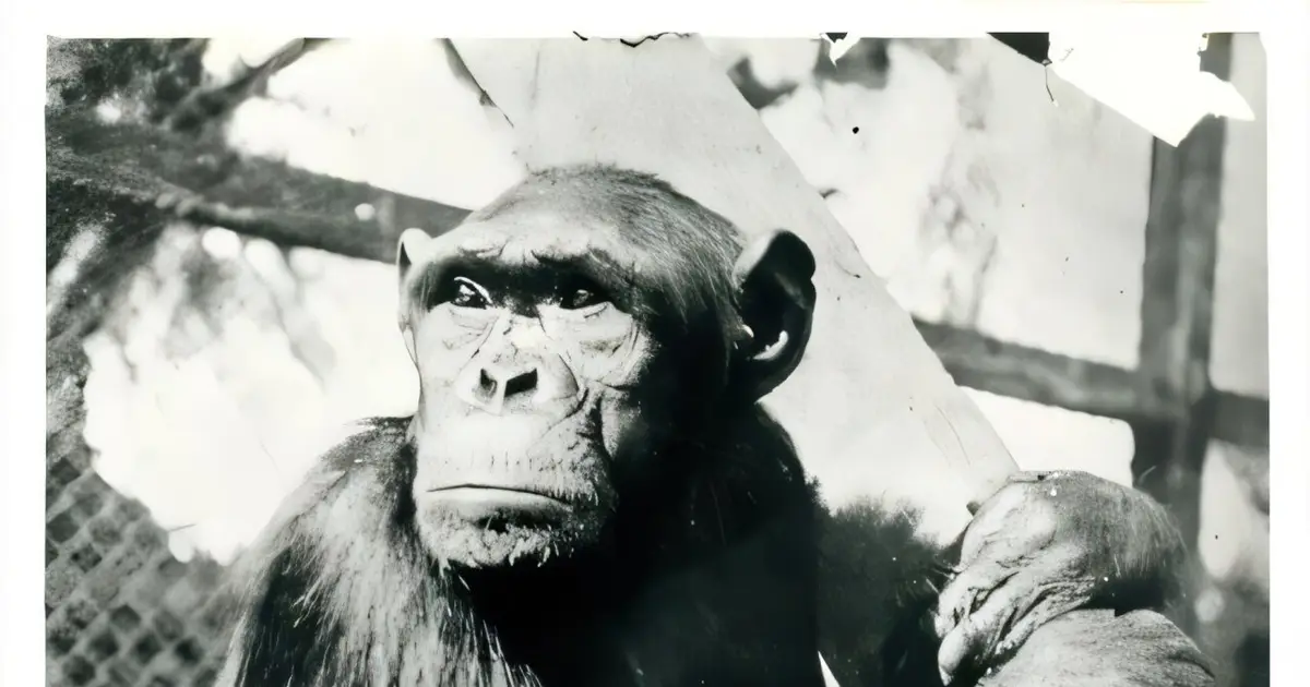 Famous puzzle-solving chimps lost 20 years of life after harsh Berlin winters