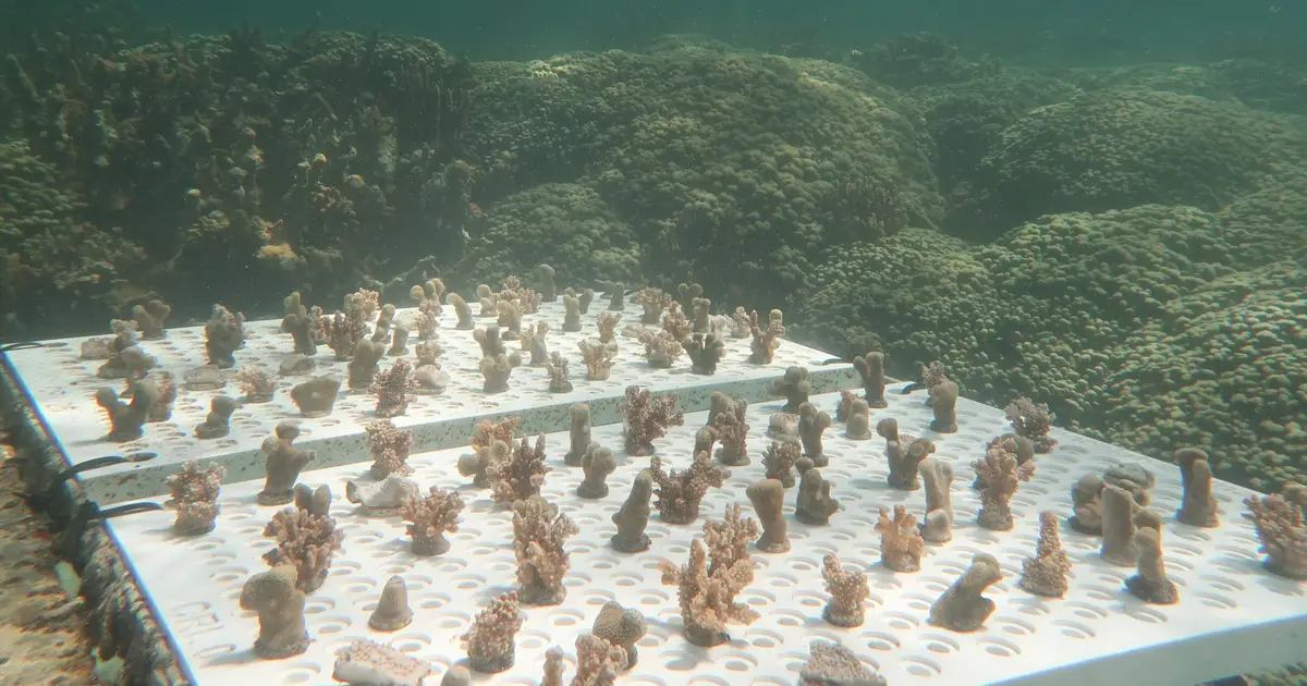 Hawaiian coral tests reveal heat tolerance varies by species and location