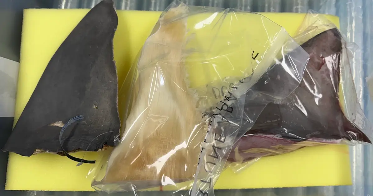 AI spots smuggled seahorses, shark fins and sea cucumbers with 92% accuracy