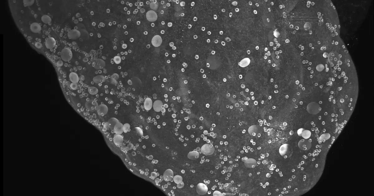 3D lifespan map suggests mouse ovaries keep a constant share of eggs primed