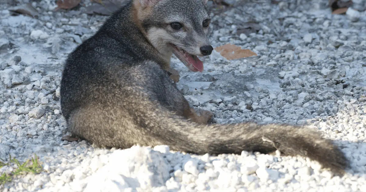 Elusive Cozumel dwarf fox reappears in first confirmed photos after two decades
