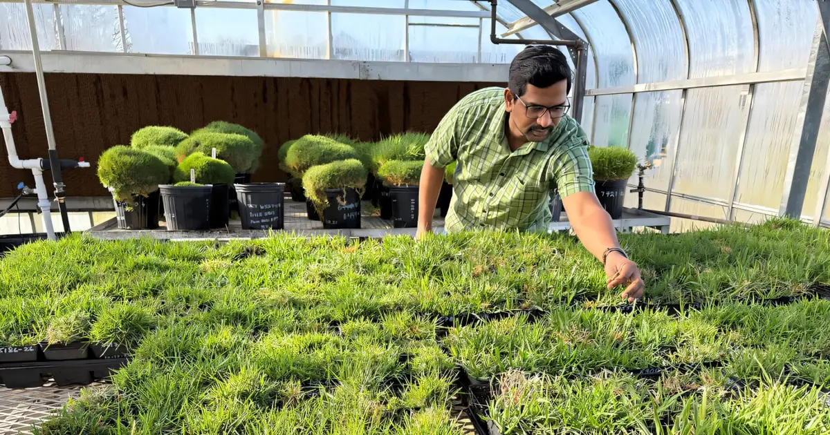 First full zoysia grass genetic blueprint opens doors for drought-tolerant turf