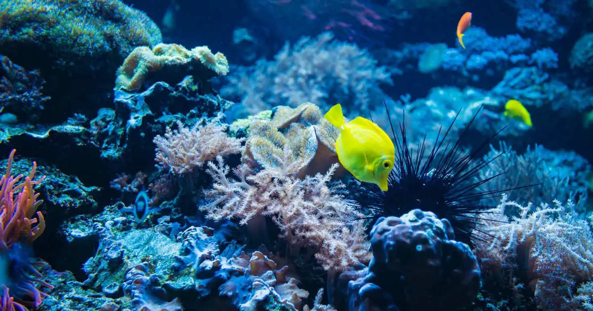 Ocean warming above 1.5°C triggered year-round marine disruption across globe, study shows