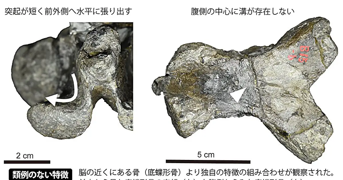 Japan's first mosasaur premaxilla fossil hints at a new species