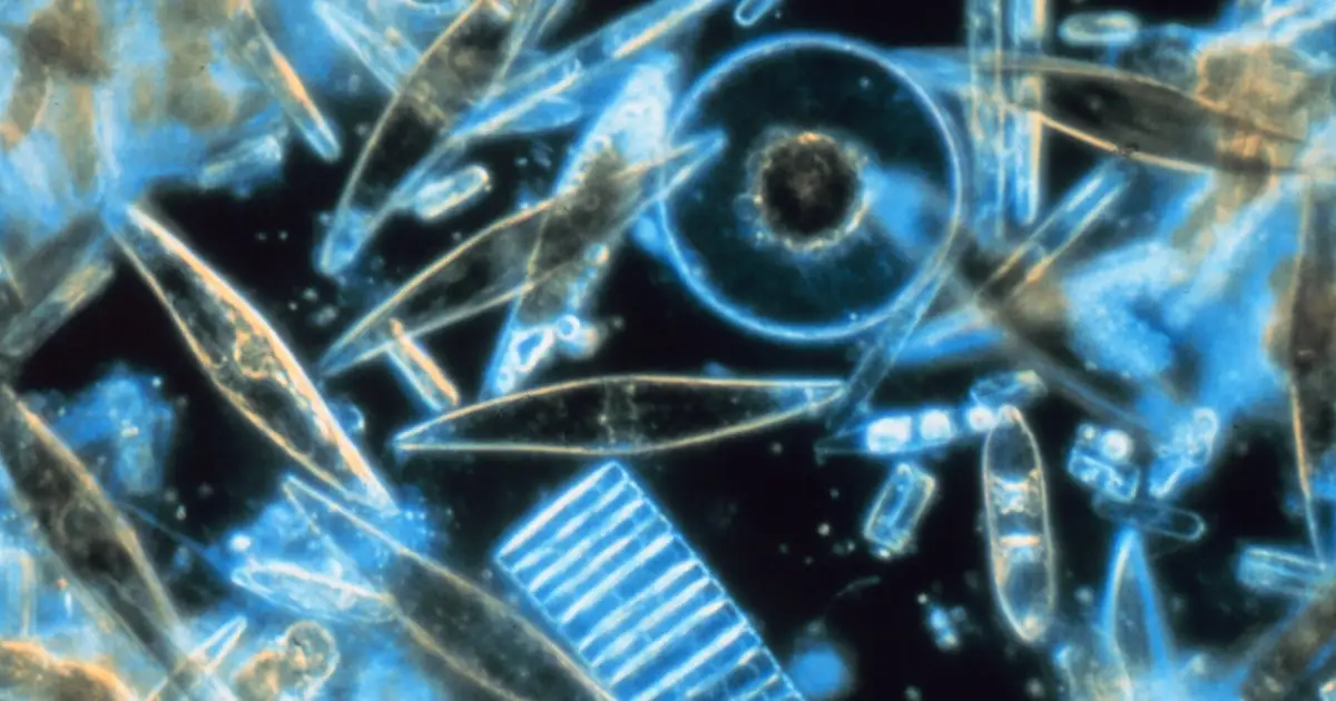 Diatom sequencing project finds striking genetic differences among microscopic algae