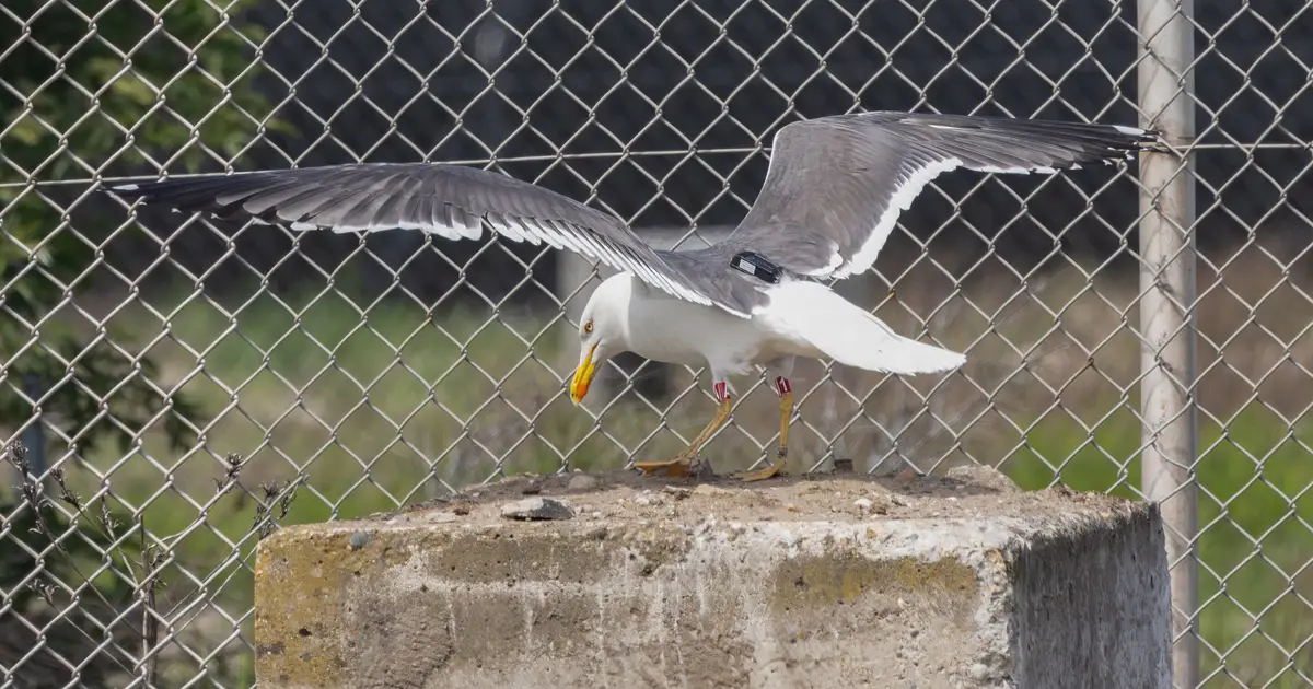 Study finds fishing bycatch does not attract lesser black-backed gulls out of wind farms